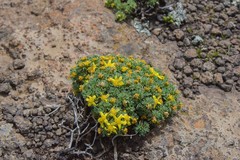 Euryops decumbens