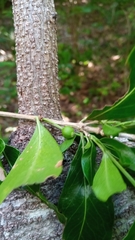 Coffeeae