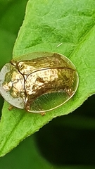 Aspidimorpha quadriremis