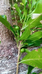 Coffeeae