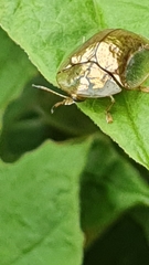 Aspidimorpha quadriremis