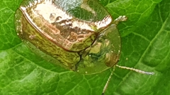 Aspidimorpha quadriremis