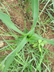 Hypoxis costata