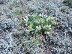 Oxytropis caespitosa