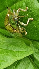 Aspidimorpha quadriremis