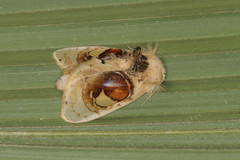 Arrhenophanes perspicilla