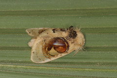 Arrhenophanes perspicilla