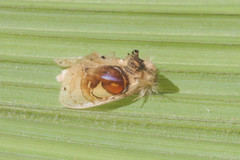 Arrhenophanes perspicilla