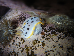 Chromodoris orientalis