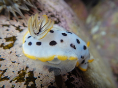 Chromodoris orientalis