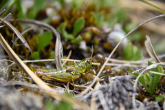 Sigaus australis