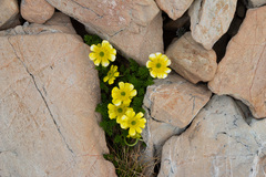 Ranunculus sericophyllus