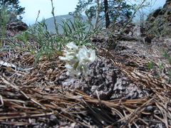 Astragalus chorinensis