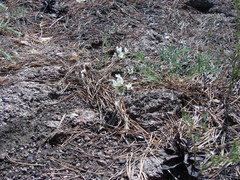 Astragalus chorinensis