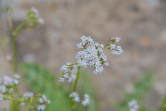 Valeriana capensis capensis