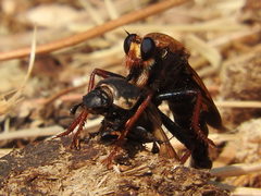 Euoniticellus fulvus