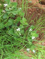 Dyschoriste setigera