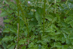 Valeriana capensis capensis