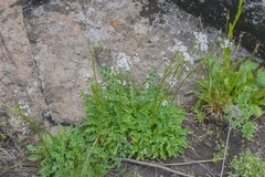 Valeriana capensis capensis