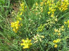 Crotalaria dura
