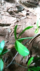 Foetidia dracaenoides