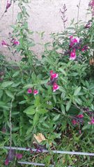 Salvia × jamensis