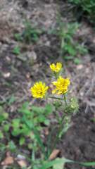 Crepis setosa