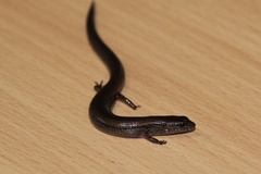 Calyptotis scutirostrum