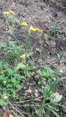 Crepis setosa