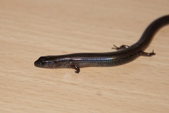 Calyptotis scutirostrum