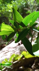 Foetidia dracaenoides