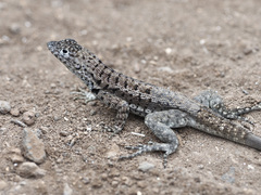 Microlophus barringtonensis