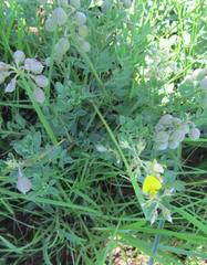 Crotalaria dura