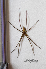 Euprosthenops bayaonianus