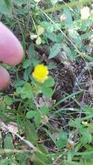 Trifolium campestre