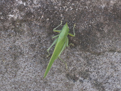 Copiphora brevicauda