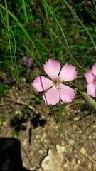 Dianthus saxicola