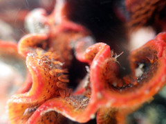 Watersipora cucullata