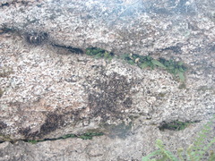 Asplenium ruprechtii