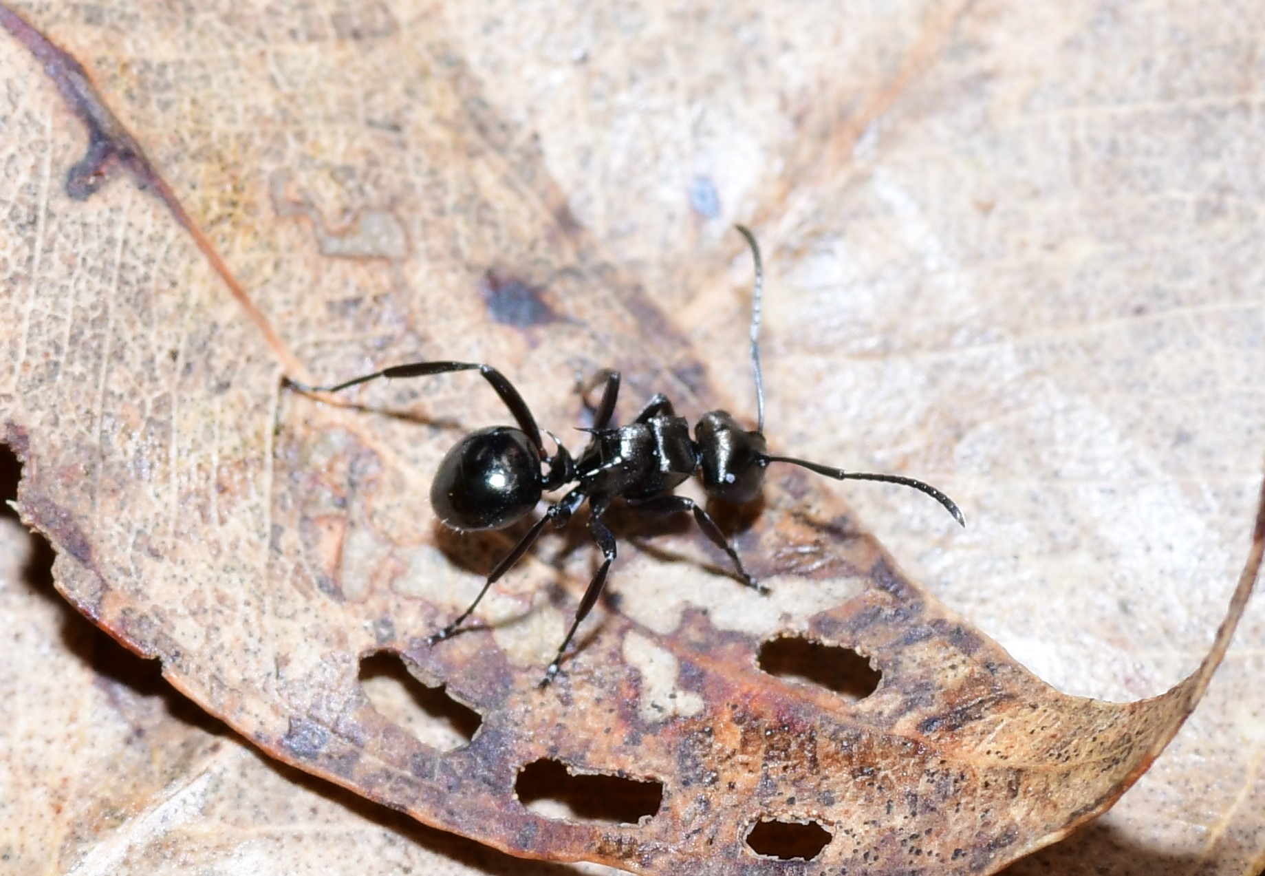 Polyrhachis clio