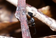 Polyrhachis clio