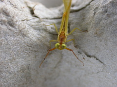 Potamanthus luteus