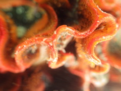 Watersipora cucullata