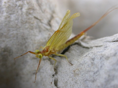 Potamanthus luteus