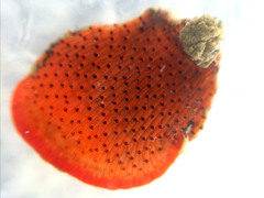 Watersipora cucullata