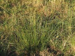 Fimbristylis sieboldii