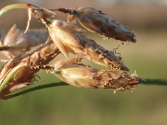 Fimbristylis sieboldii