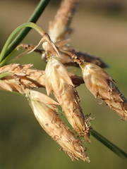 Fimbristylis sieboldii