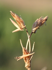 Fimbristylis sieboldii