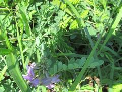 Abrus precatorius africanus